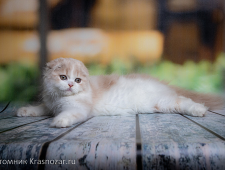 Krasnozar Hristofor Bonifat'evich