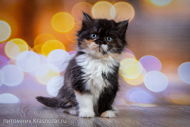 Krasnozar Fiona
