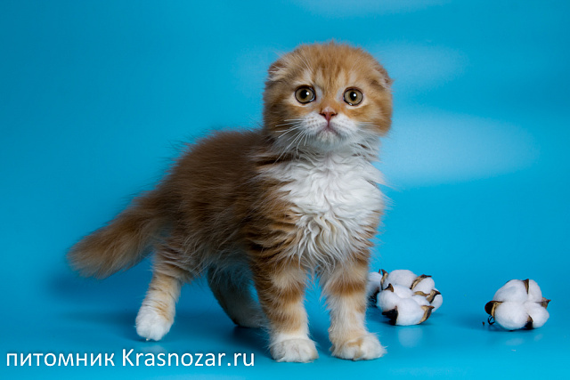 Krasnozar Nestor Petrovich