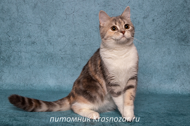 Krasnozar Metelitcha
