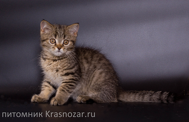 Krasnozar Zorge
