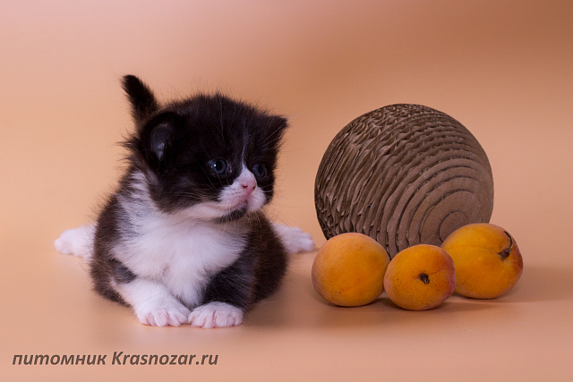 Krasnozar Lavina