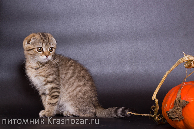 Krasnozar Zosia