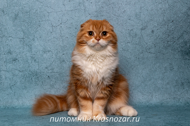 Krasnozar Nestor Petrovich