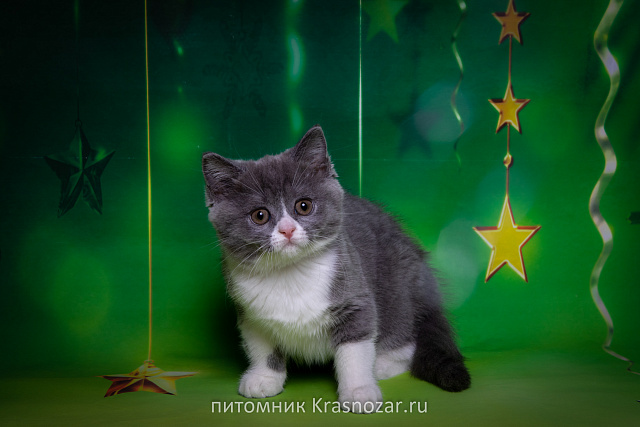 Krasnozar Charodeyka