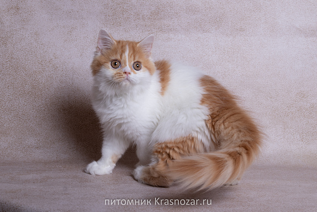 Krasnozar SHCHerbet
