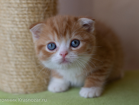 Krasnozar FarinGate