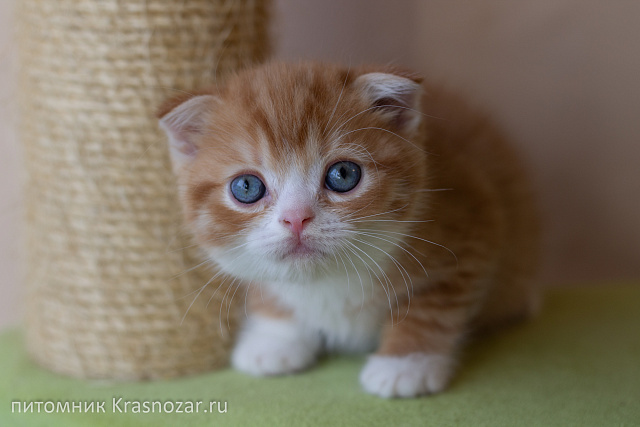 Krasnozar FarinGate
